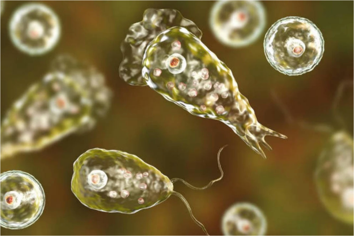 Naegleria