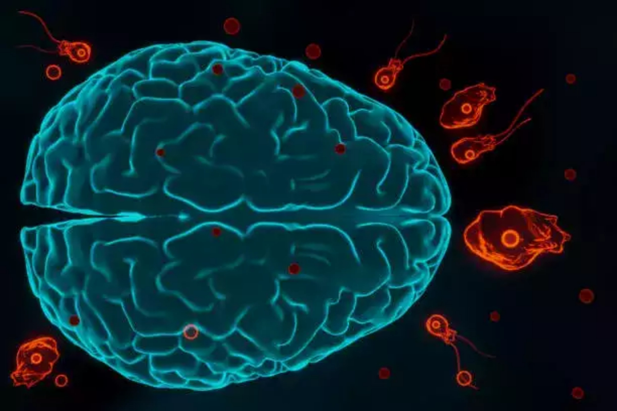 Naegleria
