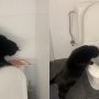 Viral Video: Cat Obsessed with Flushing Toilet Baffles Owner
