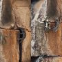 Lizard’s Heroic Attempt to Rescue Friend from Snake