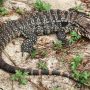 Large Tegu Lizard Discovered Under Georgia Woman’s Porch