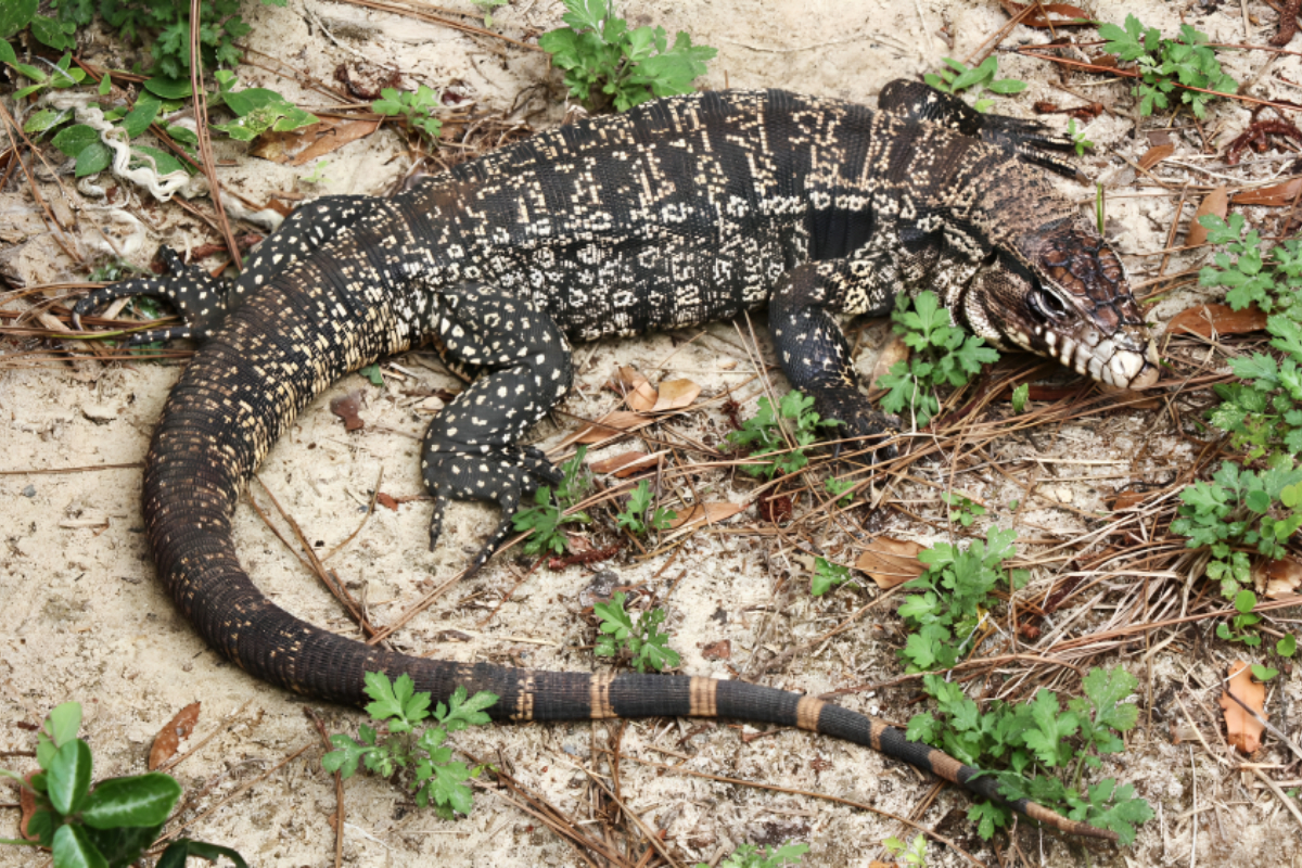 Lizard