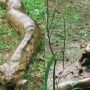 Viral Video: Fearless Sloth Faces Giant Anaconda