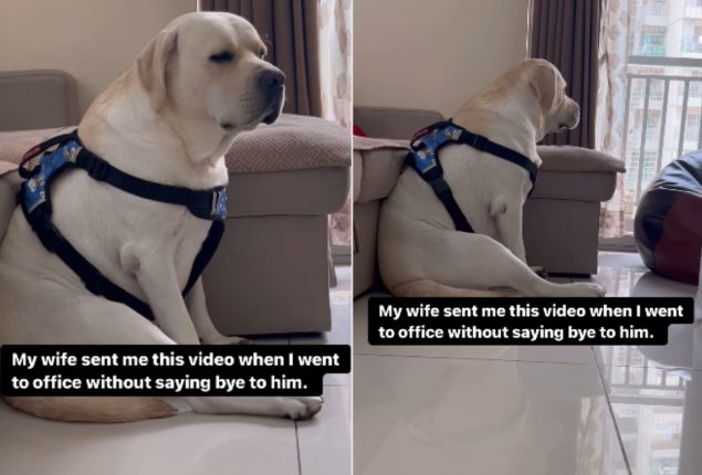Pet dogs