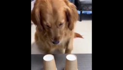 Puzzle-Solving Pooch: Watch as a Dog Tries to Win Treats!