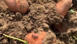 Sweet Potato