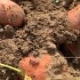 Georgia Man’s Huge 186-Pound Sweet Potato