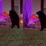 Bear Goes Trick-or-Treating in Florida, Enjoys Candy Treats