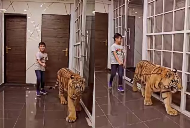 Tiger Video