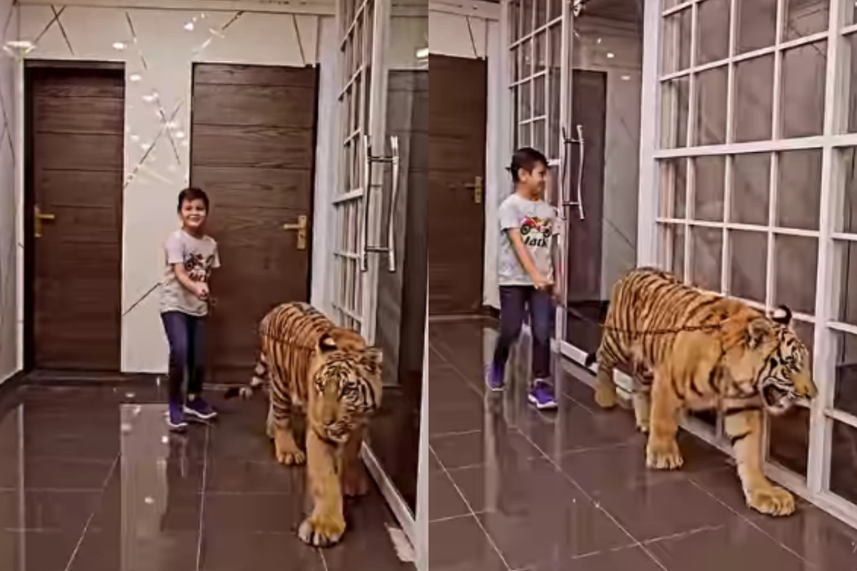 Tiger Video