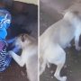 Mama Dog Expresses Gratitude for Puppy Meal