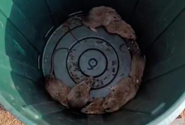 Rat plague reaches fishing villages in Australia