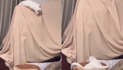 Cat’s Sleek Fall: Adorable Attempt to Hide Blushes