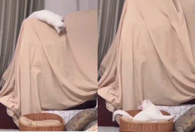 Cat's Sleek Fall