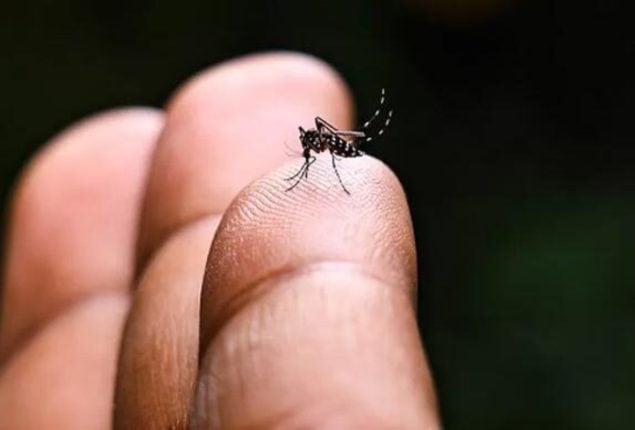 Chikungunya vaccine