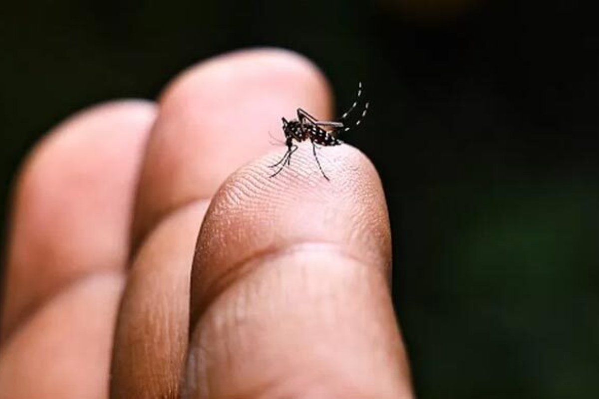 Sindh records 267,000 cases of mosquito-borne illness