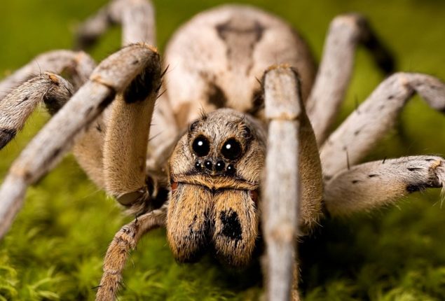 Spider