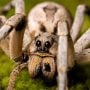 Video: Spider Devours Maggot and Makes Daring Leap from Lair