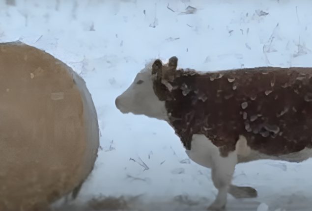Hereford Cow