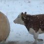 Hereford Cow Plays with 1,000-Pound Hay Bale in Viral Video