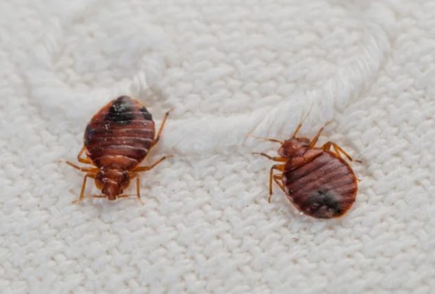 South Korea boosts pest control