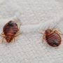 South Korea boosts pest control amid reports of bedbugs