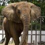 Madhubala needs 3x bigger space at Safari Park: Four Paws