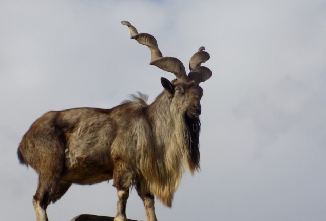 Wildlife dept reports 5x increase in Markhor population in KP since 1985