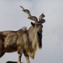 Wildlife dept reports 5x increase in Markhor population in KP since 1985