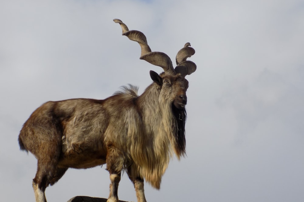Markhor