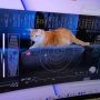 NASA Beams Cat Video ‘Taters’ from Space in Historic Laser Transmission