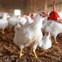 Chicken prices increase in Pakistan