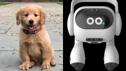 LG Unveils AI Robot for Pet Monitoring and Home Care