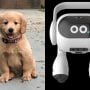 LG Unveils AI Robot for Pet Monitoring and Home Care