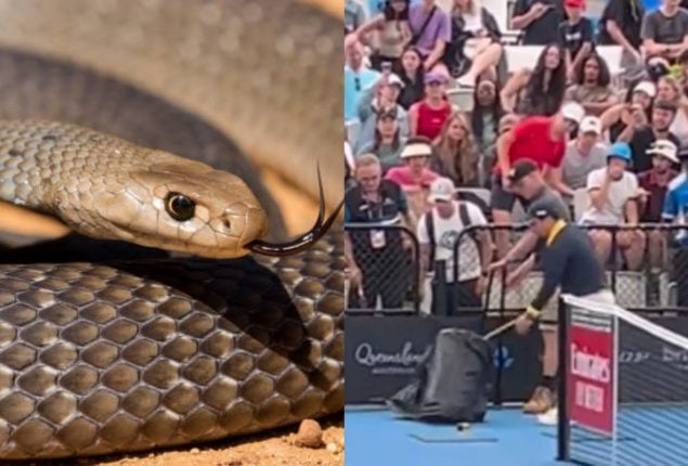 Eastern Brown Snake Slithers onto Tennis Court in Australia