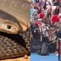 Eastern Brown Snake Slithers onto Tennis Court in Australia