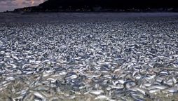 Thousands of Fish Found Dead on Japanese Shoreline in Baffling Incident