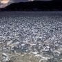 Thousands of Fish Found Dead on Japanese Shoreline in Baffling Incident