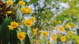 God Flower fades: Climate change threatens Tsou Tribe's vital orchid