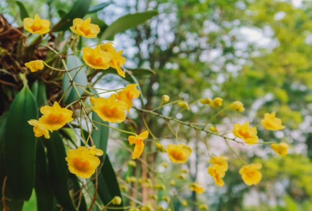 God Flower fades: Climate change threatens Tsou Tribe's vital orchid