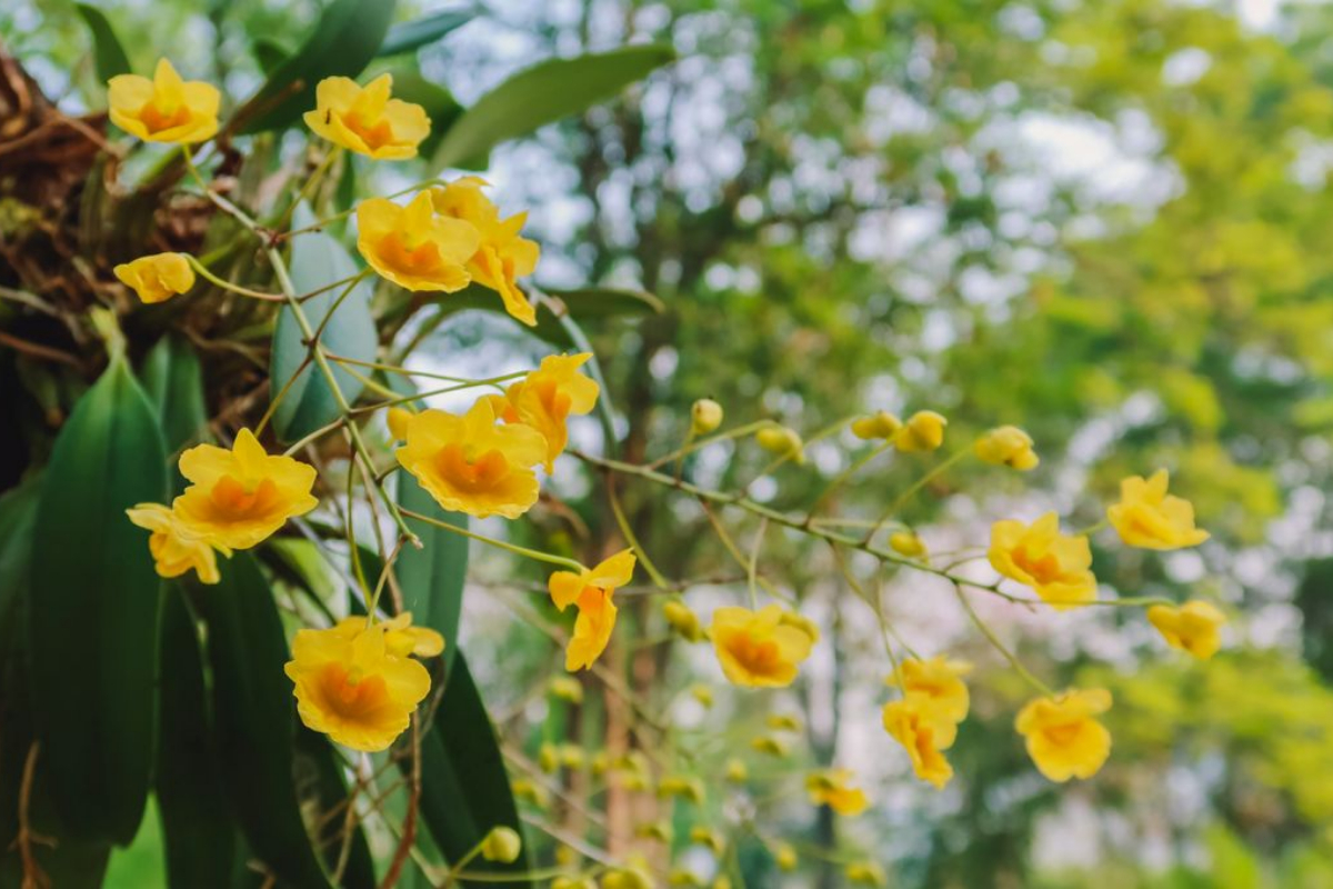 God Flower fades: Climate change threatens Tsou Tribe's vital orchid