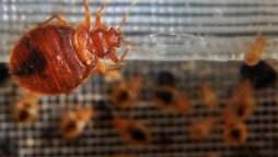 French Authorities arrested two residence on Bedbug Scam