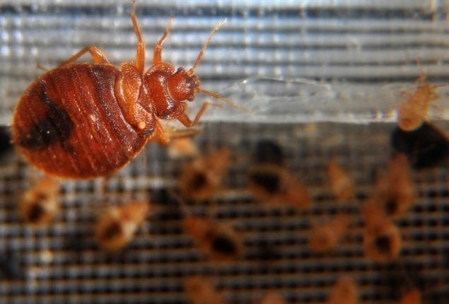 French Authorities arrested two residence on Bedbug Scam