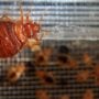 French Authorities arrested two residence on Bedbug Scam