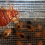 French Authorities arrested two residence on Bedbug Scam