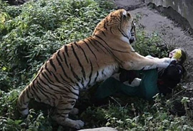 Man mauled to death by tiger in Bahawalpur zoo