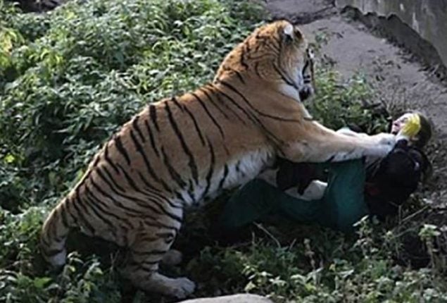 tiger Bahawalpur