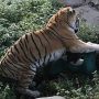 Man mauled to death by tiger in Bahawalpur zoo