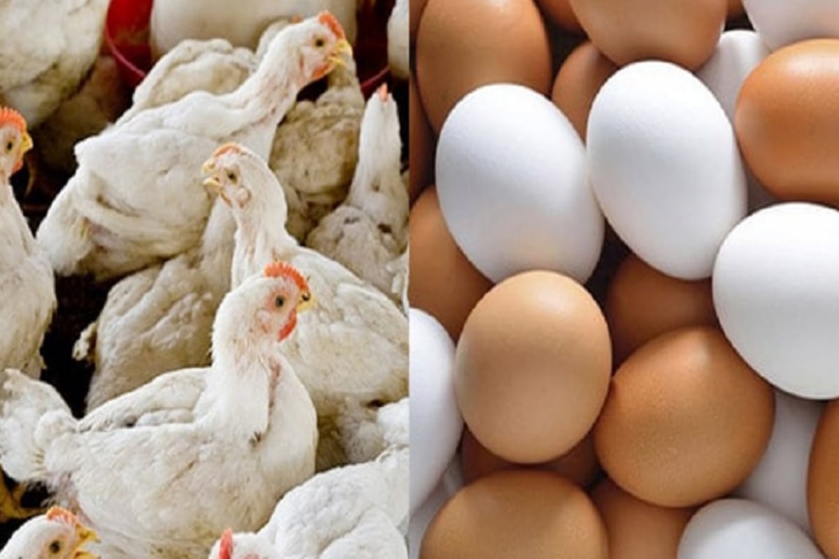 Chicken Egg Price in Pakistan