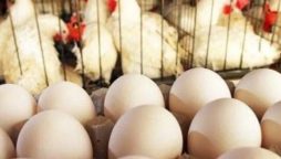 Chicken Meat Now Rs 10 More Expensive, Eggs See Drop of Rs 29